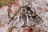 Lycia pomonaria
